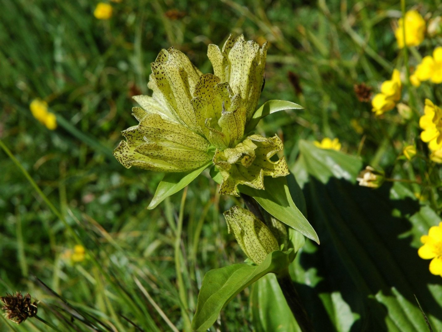 Gentiana punctata